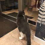 カフェ ウォルナット - 