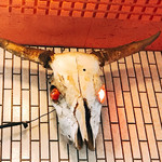 一条流がんこ総本家分家四谷荒木町 - 