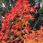 はらまさ - 帰りに訪れた新宿御苑