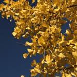 はらまさ - 新宿御苑