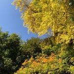 はらまさ - 新宿御苑