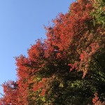 はらまさ - 新宿御苑