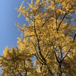 はらまさ - 新宿御苑