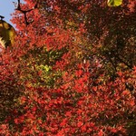 はらまさ - 新宿御苑