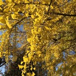 はらまさ - 新宿御苑の銀杏が綺麗でした