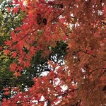 はらまさ - 新宿御苑