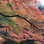 はらまさ - 新宿御苑