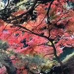 はらまさ - 新宿御苑