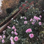 はらまさ - 新宿御苑のバラの花がきれいに咲いていました