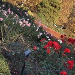 はらまさ - 新宿御苑のバラ