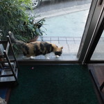 フライドチキン - 捨て猫の三毛おばあちゃん