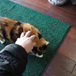 フライドチキン - 捨て猫の三毛おばあちゃん