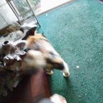 フライドチキン - 捨て猫の三毛おばあちゃん