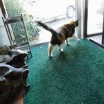 フライドチキン - 捨て猫の三毛おばあちゃん