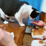 フライドチキン - 食べてみた（1個200円）