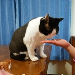 フライドチキン - 食べてみた（1個200円）