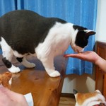 フライドチキン - 食べてみた（1個200円）