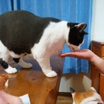 フライドチキン - 食べてみた（1個200円）