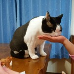 フライドチキン - 食べてみた（1個200円）