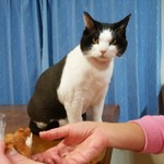 フライドチキン - 食べてみた（1個200円）