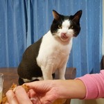 フライドチキン - 食べてみた（1個200円）