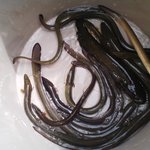 角喜鮨 - 天然鰻