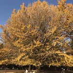 chuukamentokorodoutombori - 光が丘公園のイチョウの木