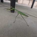 SANKARA HOTEL&SPA 屋久島 - 