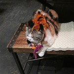 北出食堂 - 帽子が似合うミーちゃん