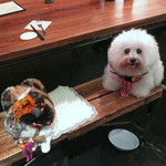 北出食堂 - ビビが気になるミーちゃん