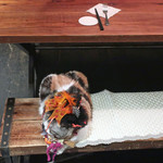 北出食堂 - 縮まらない３匹の距離