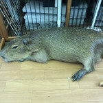 カピバランドＰＵＩＰＵＩ - 