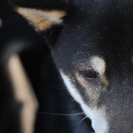 ピッザピッザピッザ - 