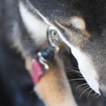 ピッザピッザピッザ - 