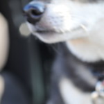 ピッザピッザピッザ - 