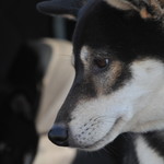 ピッザピッザピッザ - 