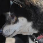 ピッザピッザピッザ - 