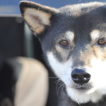 ピッザピッザピッザ - 