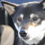 ピッザピッザピッザ - 