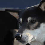 ピッザピッザピッザ - 