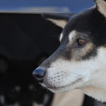 ピッザピッザピッザ - 