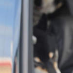 ピッザピッザピッザ - 