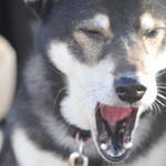 ピッザピッザピッザ - 