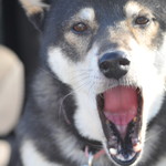 ピッザピッザピッザ - 