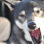 ピッザピッザピッザ - 