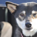 ピッザピッザピッザ - 