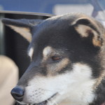 ピッザピッザピッザ - 