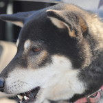 ピッザピッザピッザ - 