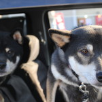 ピッザピッザピッザ - 