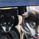 ピッザピッザピッザ - 